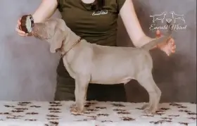 potomek Zary z předcházejícího vrhu