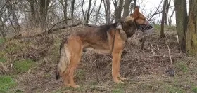 Do dobrých rukou daruji německého ovčáka bez PP ...