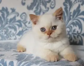 Britská colorpoint koťátka s PP