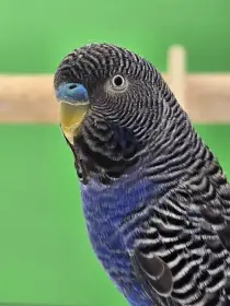 Andulky blackwing blackface blackfaceblackwing