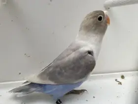 Agapornisové škraboškoví - poslední samci s DNA testy