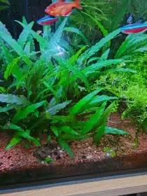 Cryptocoryne Becketii