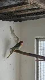 Rosela straka/modrá, zlatá?