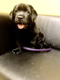 Hary Bells - lr s PP