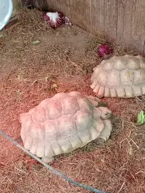 Sulcata