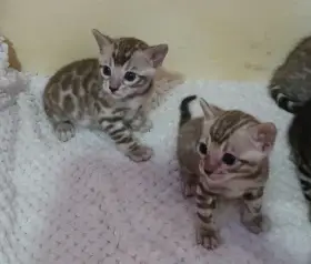 Bengálská rozetová koťátka