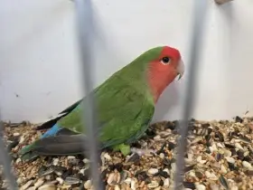 Agapornis růžohrdlý (Agapornis roseicollis)