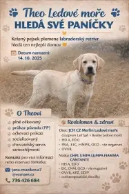 Labrador retriever s PP