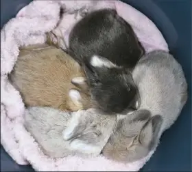 Zakrslý beránci MiniLop