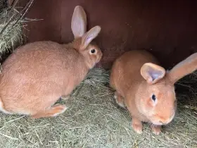 Burgundský králík (již jen samice)