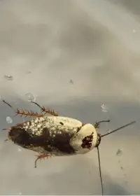 Gyna caffrorum (násada)