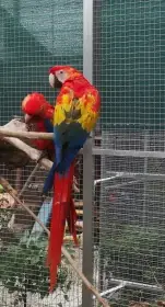 Ara arakanga, macao