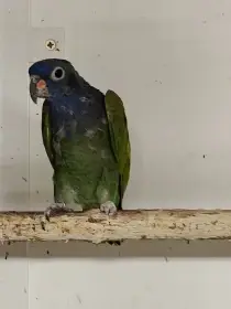 1,0 Amazonek modrohlavý,