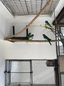 Prodám neofémy modrohlavé 4,0