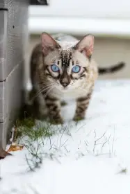 Bengálská kočka s PP