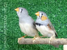 Zebřička ostrovní timorská