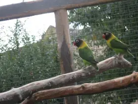 Prodám agapornis škraboškový