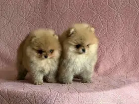 POmeranian