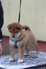 Shiba štěně fenka s PP FCI