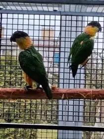 Amazonek černotemenný