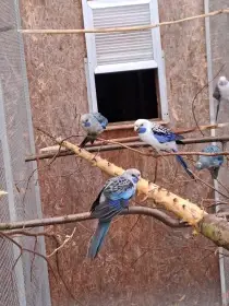 Prodej Rosela Penant