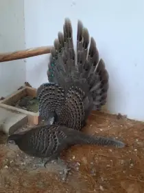 Bažanti paví šedí