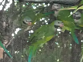 Prodám alexandry čínské