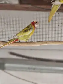 Rosela pestrá bělokřidlá straka