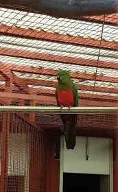 Papoušek královský - samec