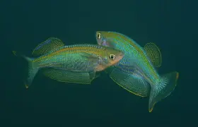 Zářnoočko tanganické