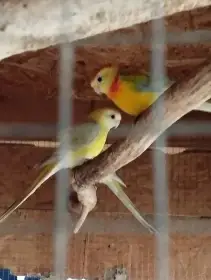 Prodám Papoušky Zpěvavé