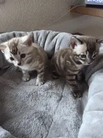 Bengálská koťata s PP