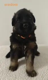 Dlhosrstý nemecký ovčiak