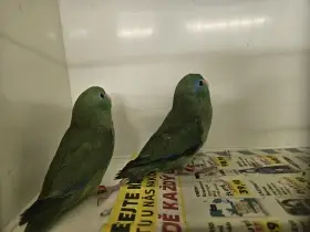 Papoušíček brýlatý