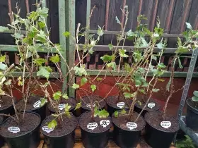 Angrešt keřový červený a bílý