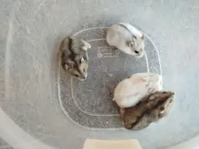 Křečík džungarský