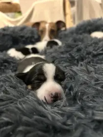 Štěňátka Jack Russell k rezervaci