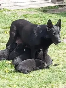 Štěňata celočerna NO