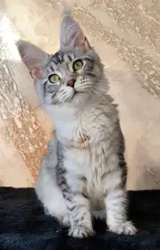 Mainský mývalí kocourek s PP