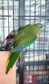 Neoféma roční samička