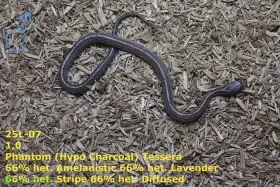 Užovka červená (P. guttatus) - Phantom Tessera