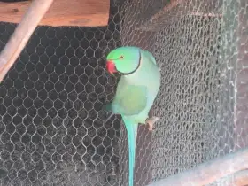 Samec modrý pastel/HO/opalín.