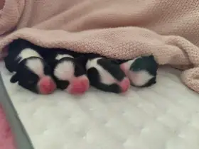 Štěňata čínského chocholatého psa