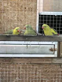 Prodam samce horskeho