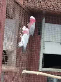 Kakadu růžový samec