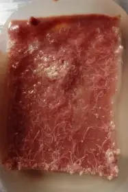 Izraelská nitěnka- Izya worm, násada na domácí pěstování