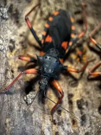 Psytalla horrida 4. - 5. svlek