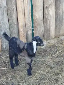 100% AN atraktivní kozlík