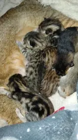 Kříženci habeška/bengal