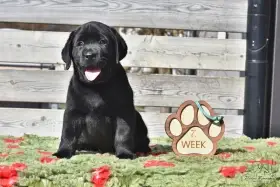 Štěňátko Labradora-Labradorský retriever s PP - černý kluk
